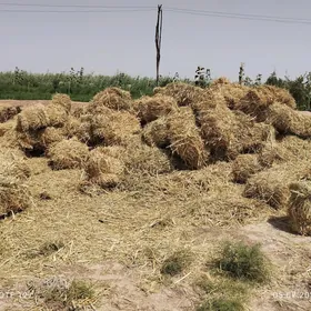 gamyş ýorunjaly kip