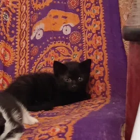 Отдам котят в хорошие руки