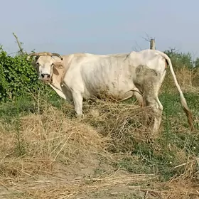 goleli sygyr