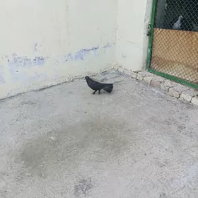 kepderi