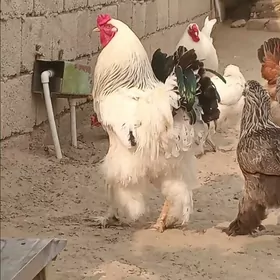 brama tawuk