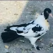guş