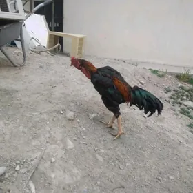 Taşkent horaz