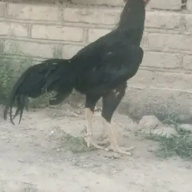 Horaz Turk