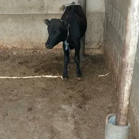 okiceökizceökizce