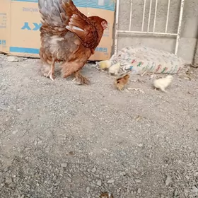 brama