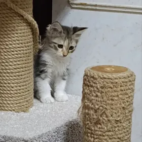 кот