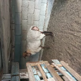 Goýun