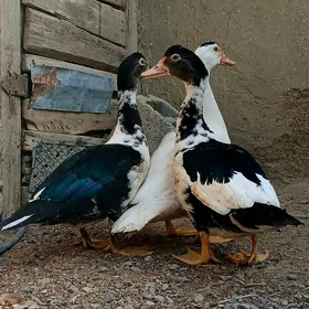 indautka ördek