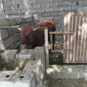 oʻöküz göle