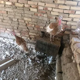 Induk juje gyzyl owgan paroda