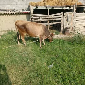 sagylyan sygyr