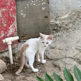 рыжий котенок. мальчик
