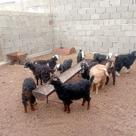 Cewiş