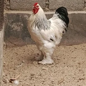 BRAMA