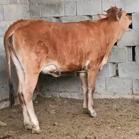 bakylan tuweler