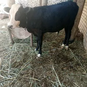 okuzce