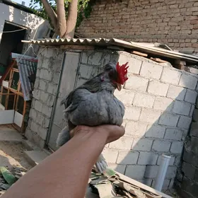 karnik towuklar