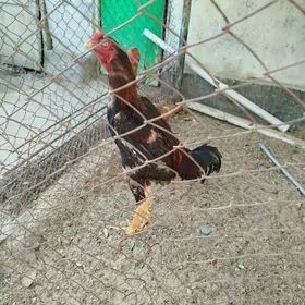horoz taşkent