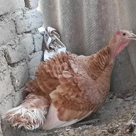 induk owgan ķürük