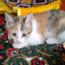 котята