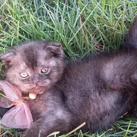 Кошки, котята породистые