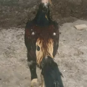 HORAZ