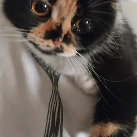Шотландская кошка