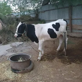 galişdeyin okiz
