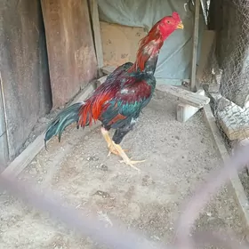 horaz