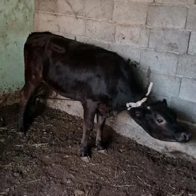 ŞWES. ÖKÜZ  TÜWE