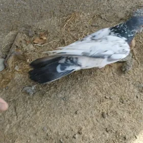 Owadan kepderiler