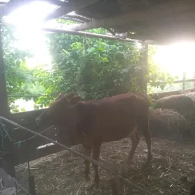 unajynlar we okuzce