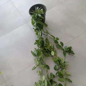Хойя , каланхоэ