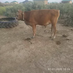 okuz 2 sany