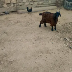 çebiş