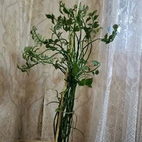Педилантус титималоидный