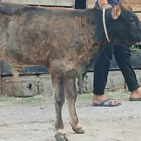 Öküz
