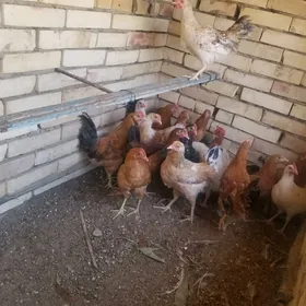 5 aylyk horozlar