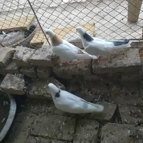 kepderi