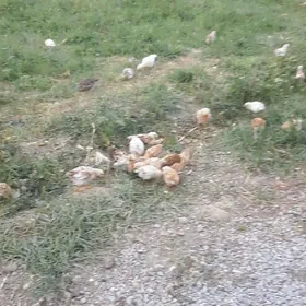 juyje