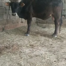 Öküz