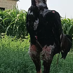 towuk paroda