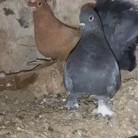 Kepderi