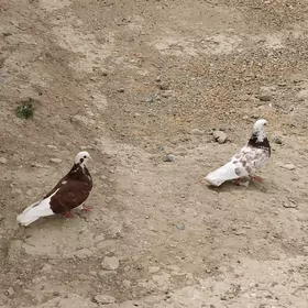 kepderi