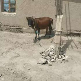 sygyr