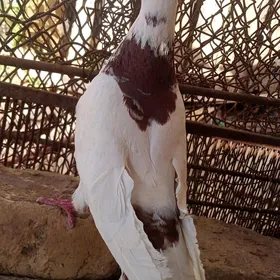 kepderi