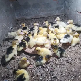 indautga ördek jüýje