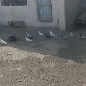 kepderi