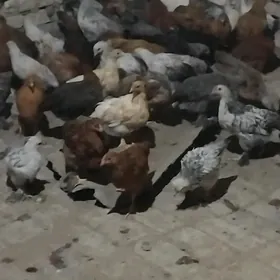 Balgar towuk juyje